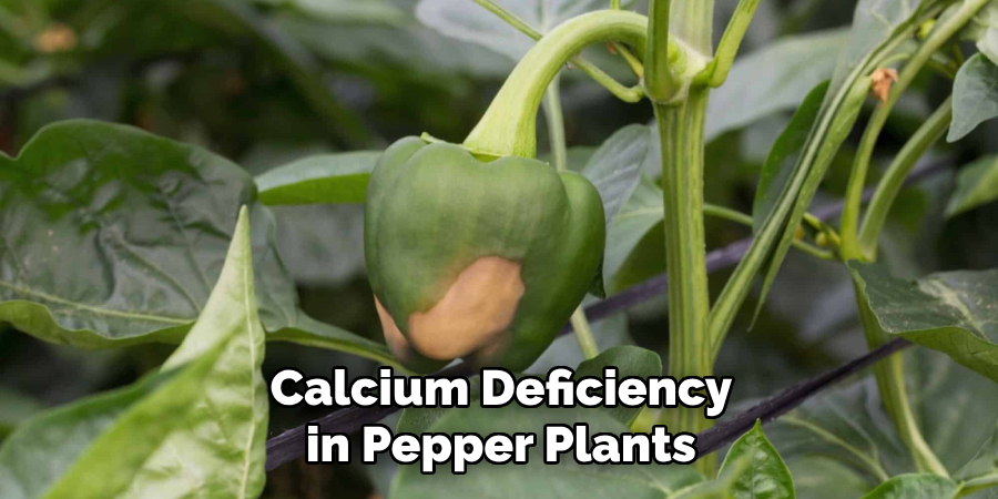 Calcium Deficiency in Pepper Plants
