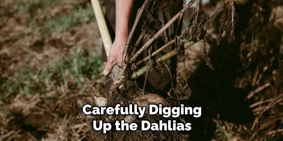 Carefully Digging Up the Dahlias