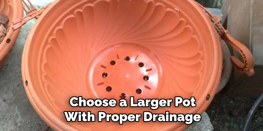 Choose a Larger Pot With Proper Drainage