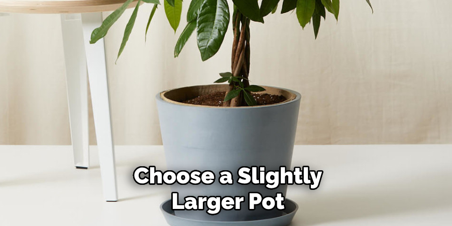 Choose a Slightly Larger Pot