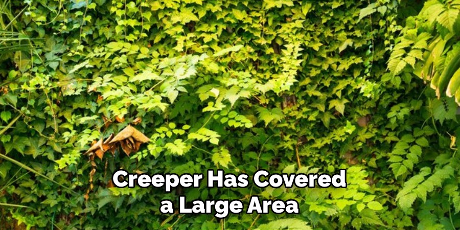 Creeper Has Covered a Large Area