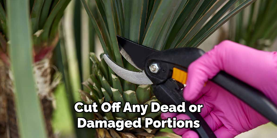 Cut Off Any Dead or Damaged Portions