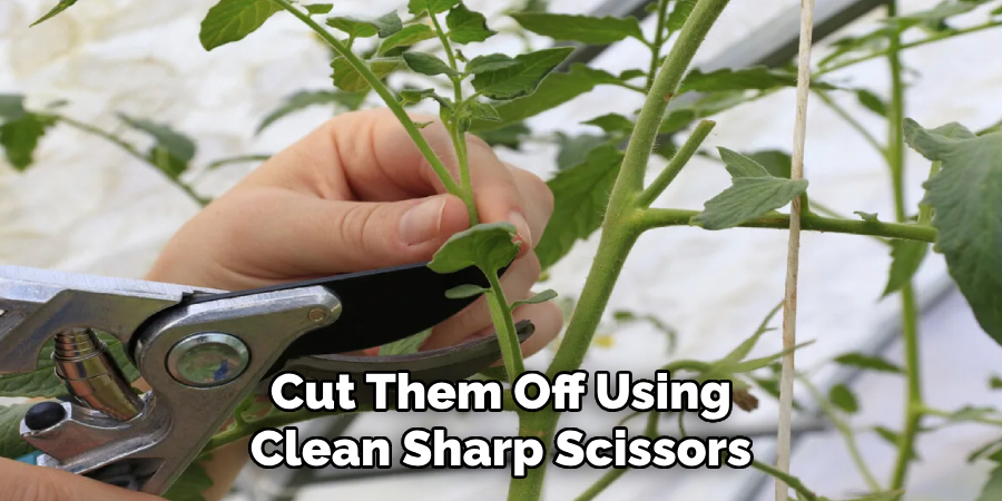 Cut Them Off Using Clean Sharp Scissors