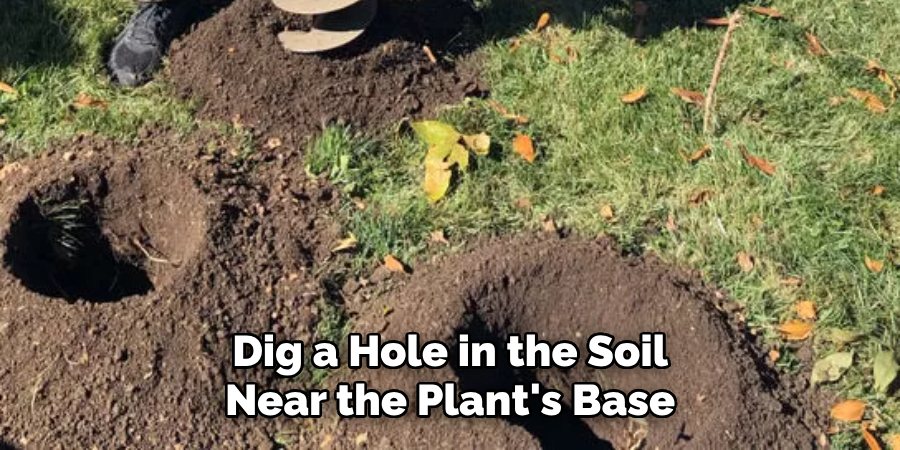 Dig a Hole in the Soil Near the Plant's Base