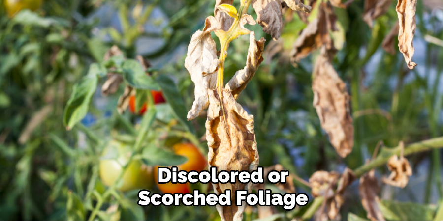 Discolored or Scorched Foliage