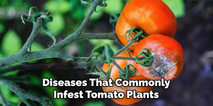 Diseases That Commonly Infest Tomato Plants