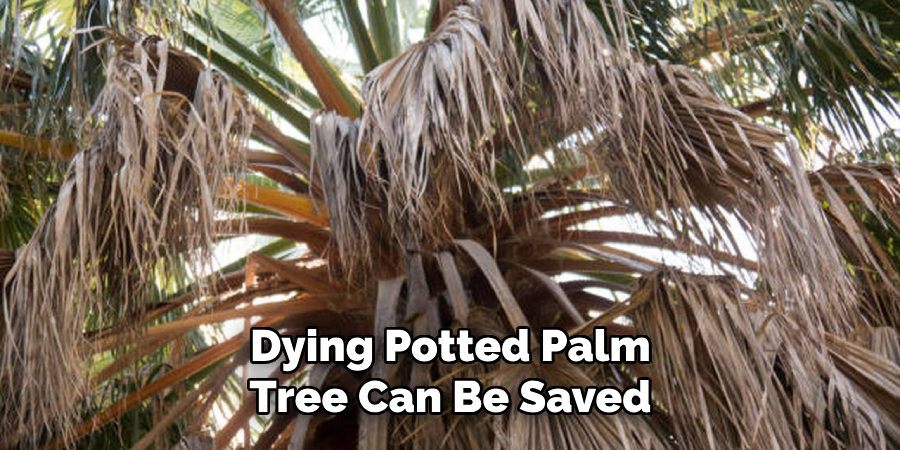 Dying Potted Palm Tree Can Be Saved