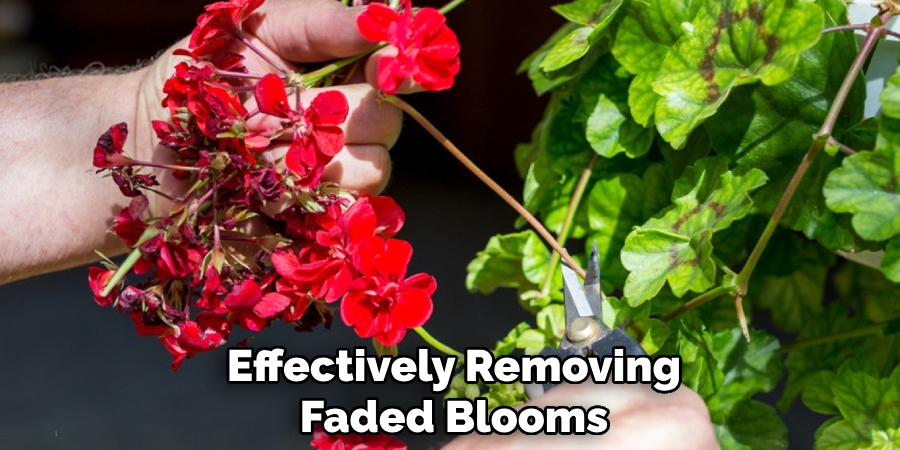  Effectively Removing Faded Blooms