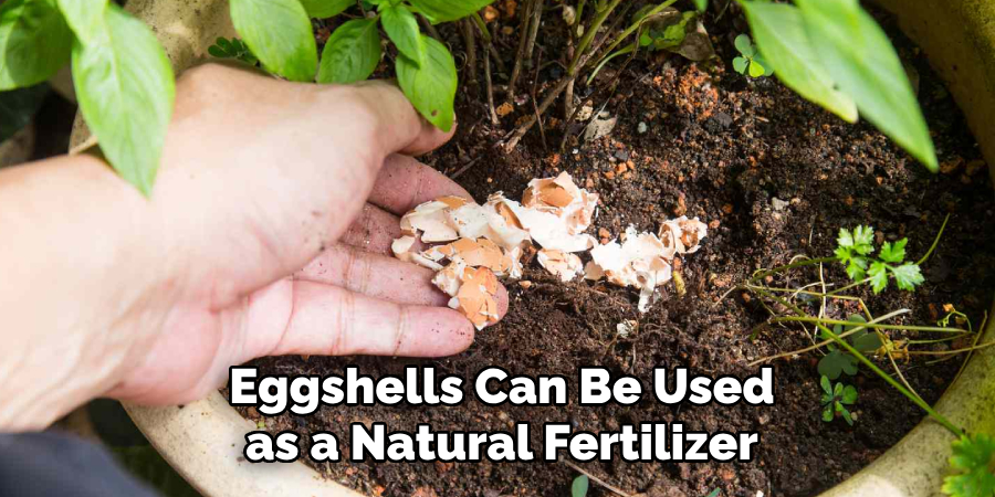 Eggshells Can Be Used as a Natural Fertilizer
