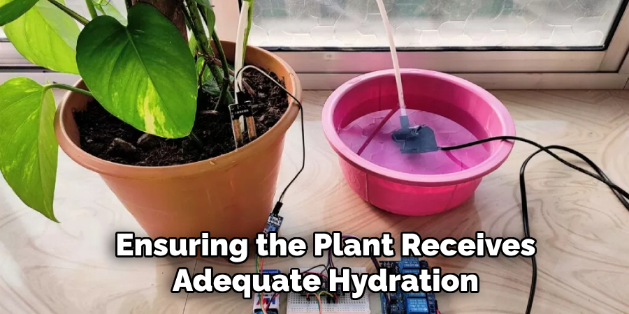 Ensuring the Plant Receives Adequate Hydration