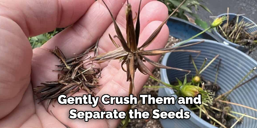 Gently Crush Them and Separate the Seeds