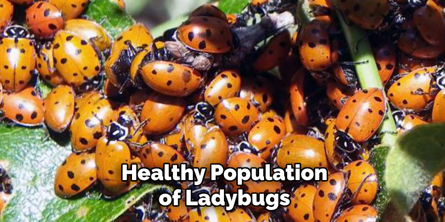 Healthy Population of Ladybugs