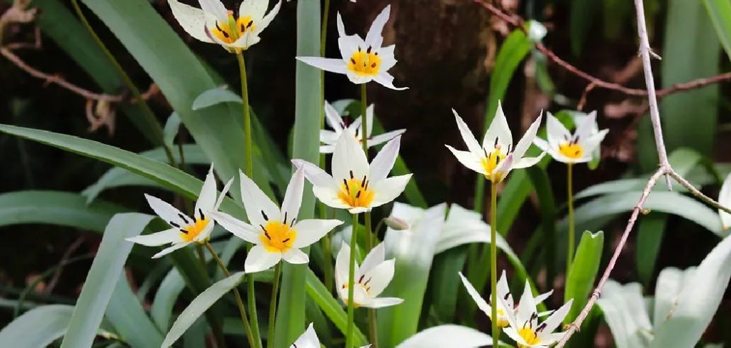 How to Care Tulips After Bloom