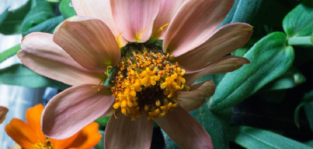 How to Collect Zinnia Seeds