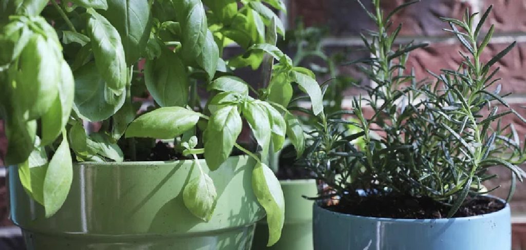 How to Debug Plants to Bring Indoors