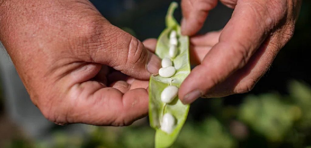 How to Grow Dry Beans