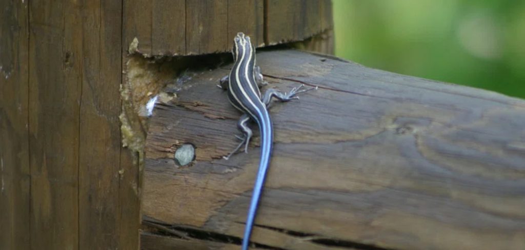 How to Keep Skinks Out of Your Garden