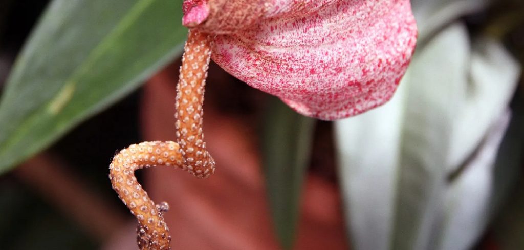 How to Make Anthurium to Bloom