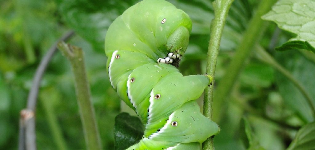 How to Prevent Hornworms from Eating Plants