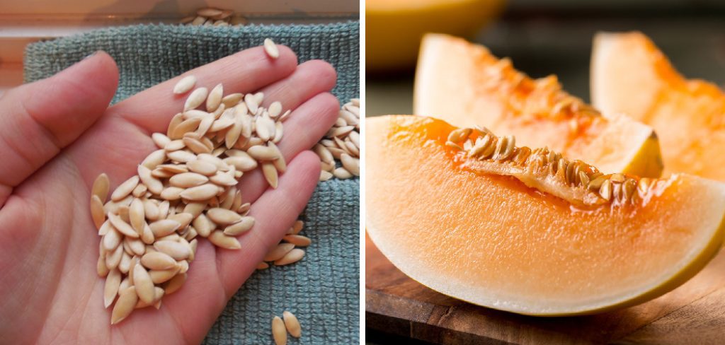 How to Store Cantaloupe Seeds