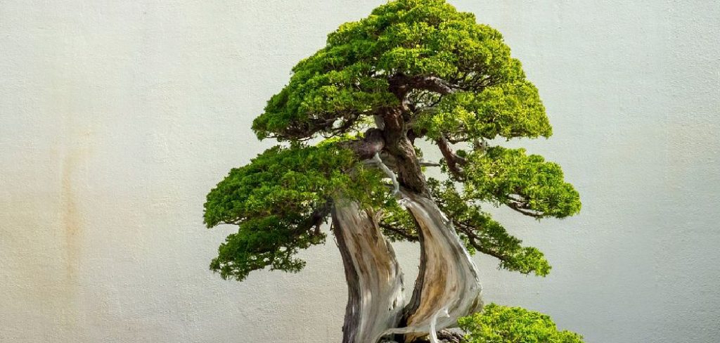 How to Tell If Your Bonsai is Dying