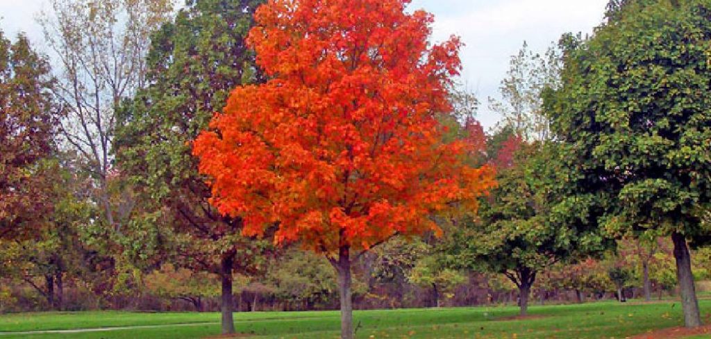 How to Transplant a Maple Tree