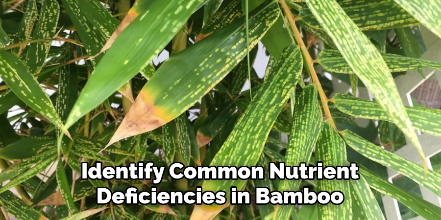 Identify Common Nutrient Deficiencies in Bamboo