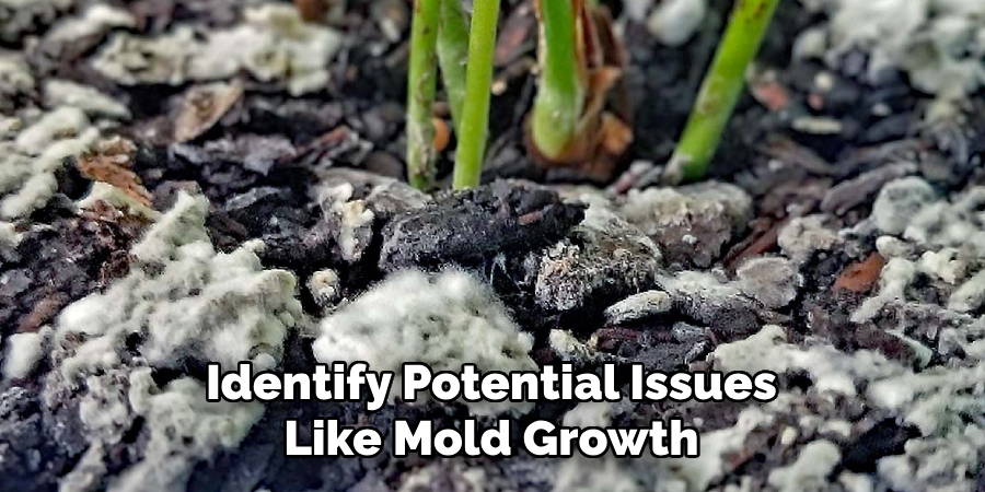 Identify Potential Issues Like Mold Growth