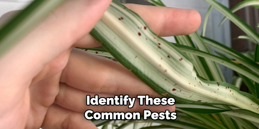 Identify These Common Pests