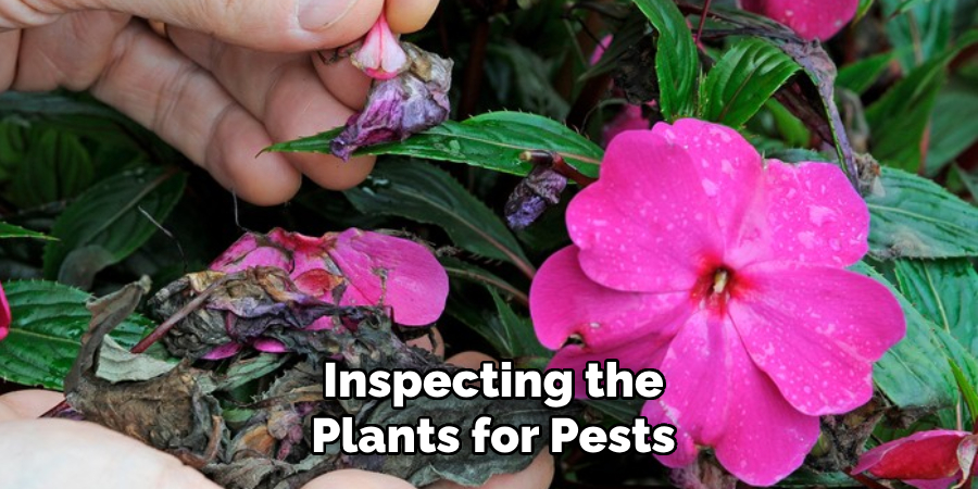 Inspecting the Plants for Pests