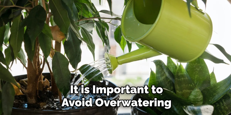 It is Important to Avoid Overwatering