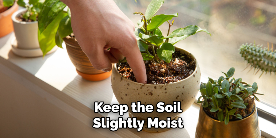 Keep the Soil Slightly Moist