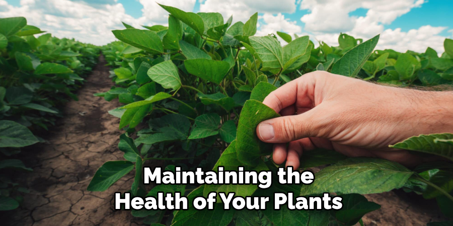 Maintaining the Health of Your Plants