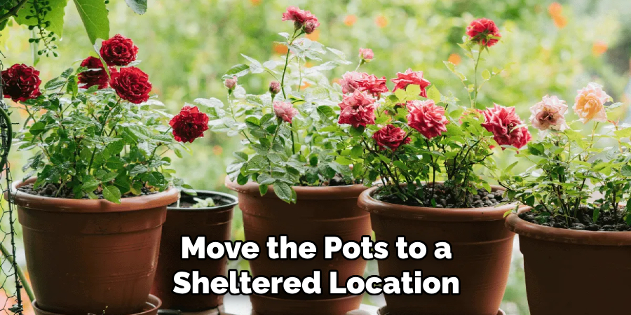 Move the Pots to a Sheltered Location