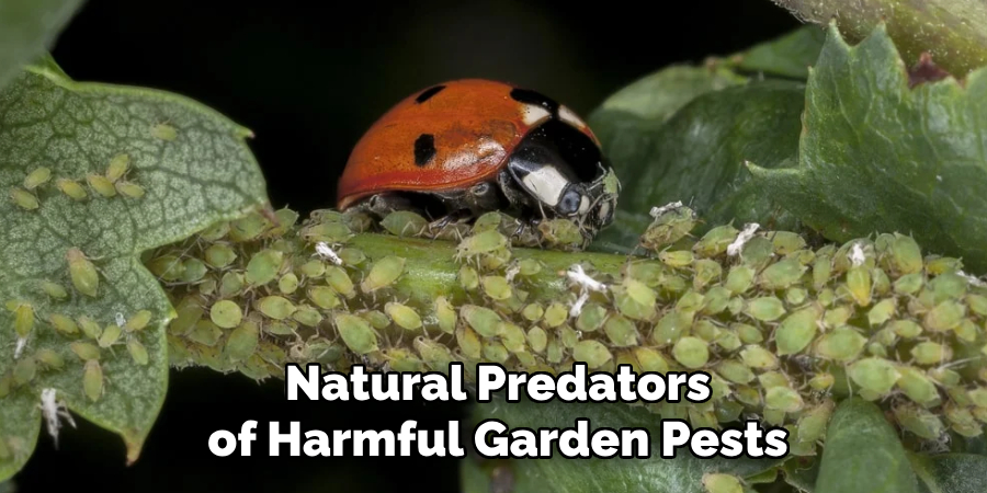 Natural Predators
of Harmful Garden Pests