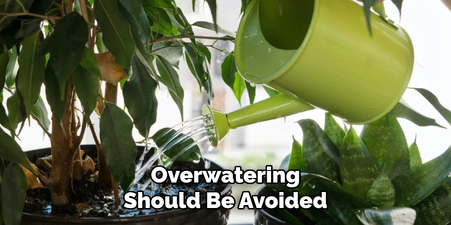 Overwatering Should Be Avoided