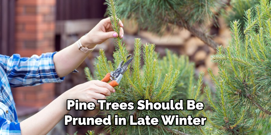 Pine Trees Should Be Pruned in Late Winter