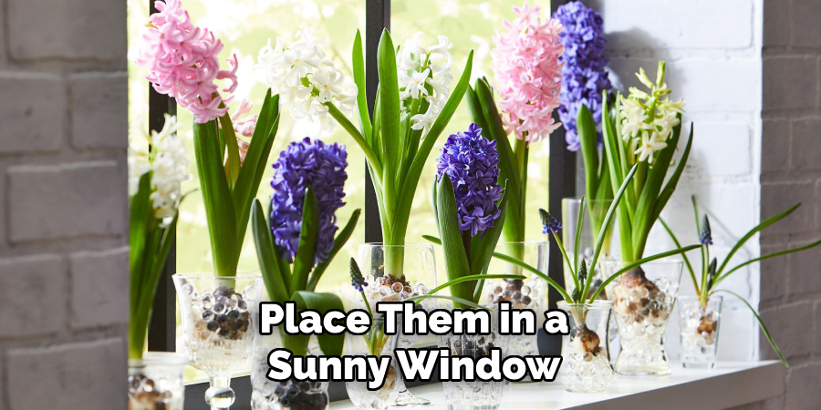 Place Them in a Sunny Window