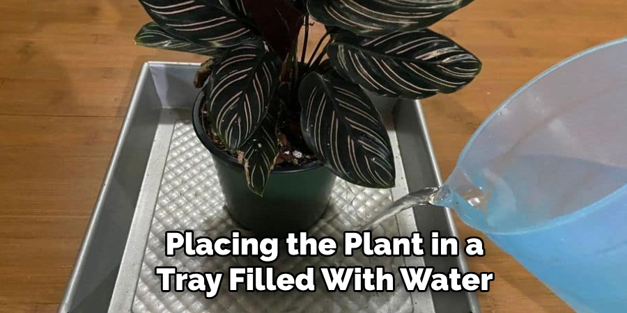 Placing the Plant in a Tray Filled With Water