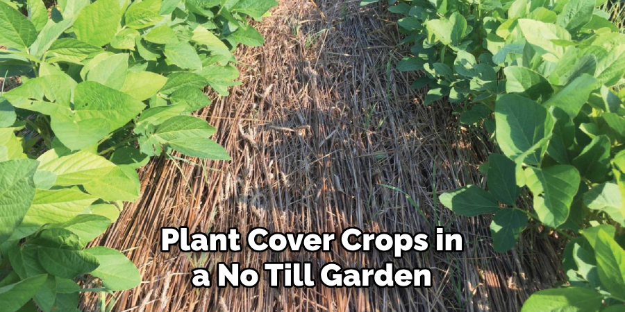 Plant Cover Crops in a No Till Garden