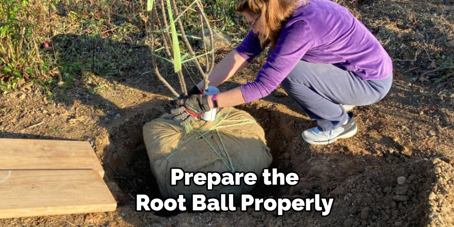 Prepare the Root Ball Properly