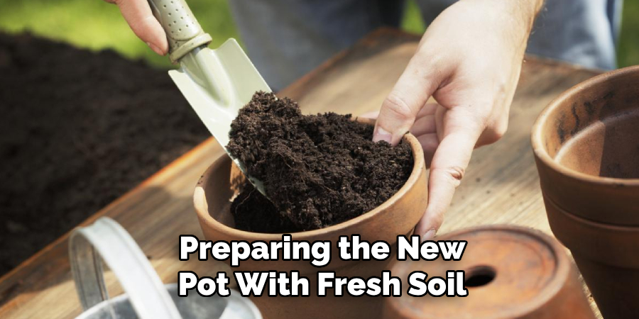 Preparing the New Pot With Fresh Soil