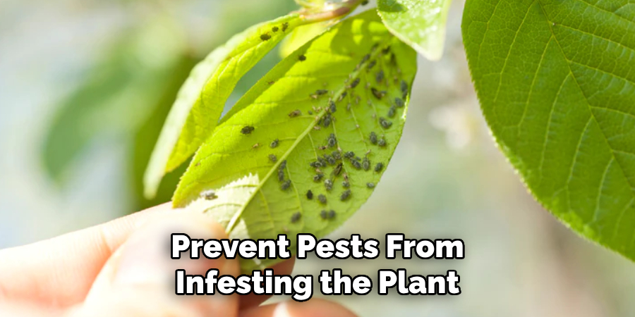 Prevent Pests From Infesting the Plant