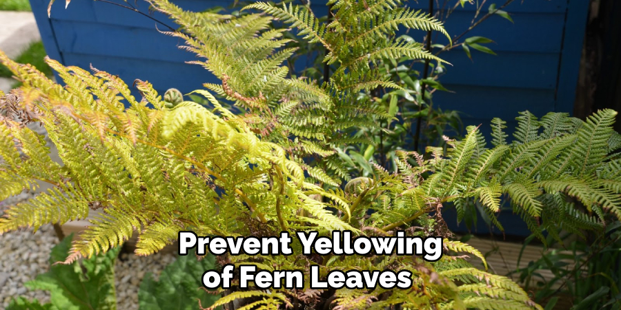 Prevent Yellowing of Fern Leaves 