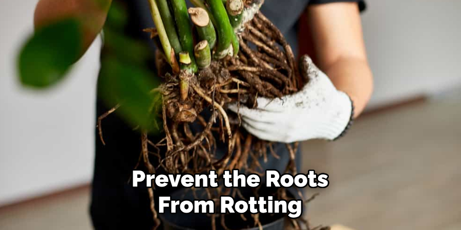 Prevent the Roots From Rotting