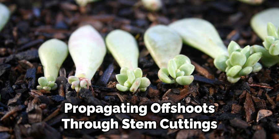 Propagating Offshoots Through Stem Cuttings