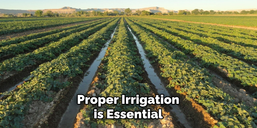 Proper Irrigation is Essential