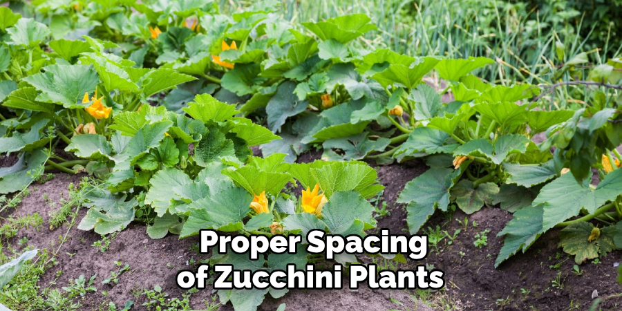Proper Spacing of Zucchini Plants 