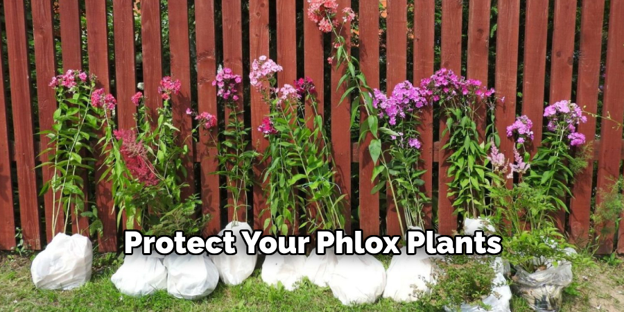 Protect Your Phlox Plants