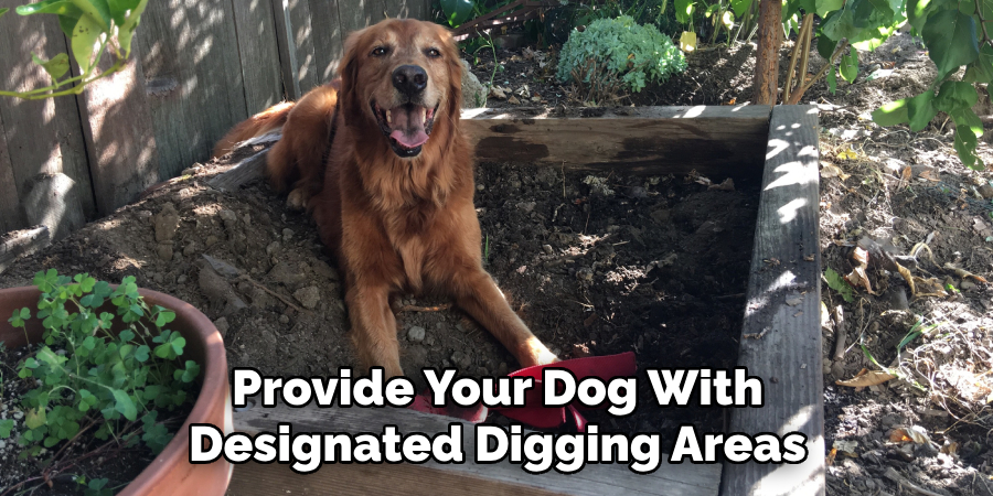 Provide Your Dog With Designated Digging Areas